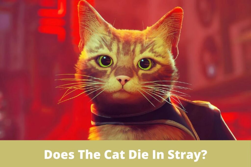 Does The Cat Die In Stray