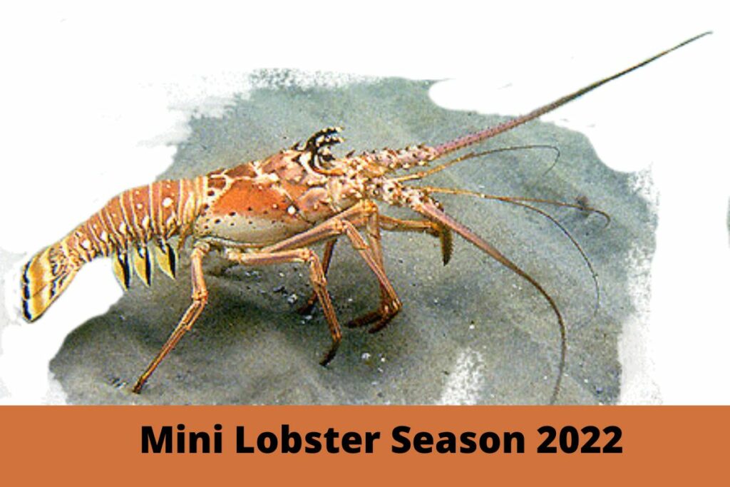Mini Lobster Season 2022