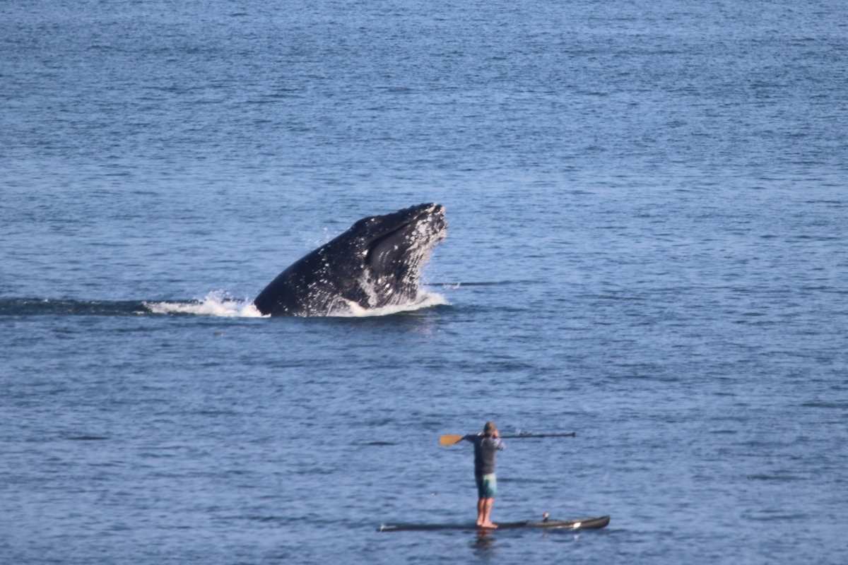 Paddleboarder And Photographer Talk About Whale Encounter 