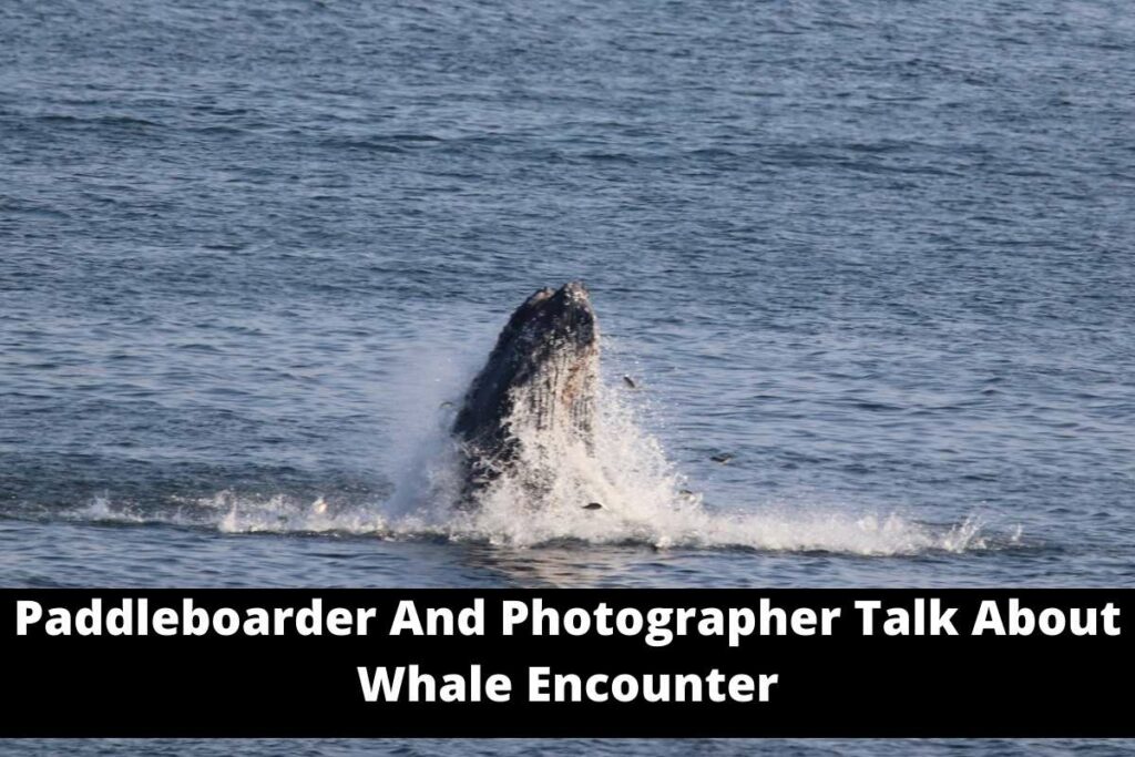 Paddleboarder And Photographer Talk About Whale Encounter