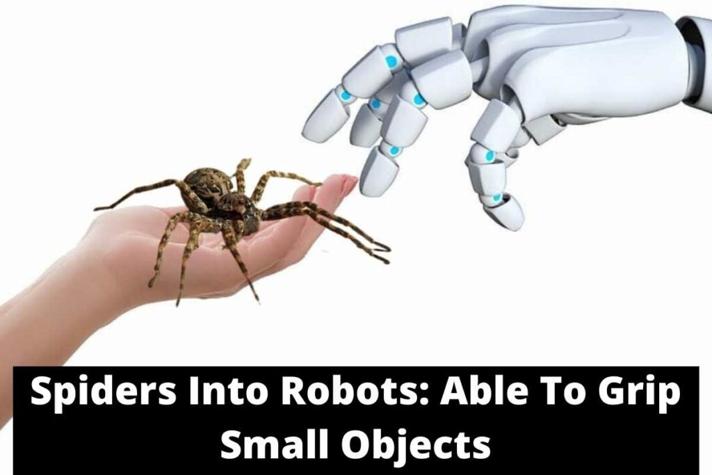 Spiders Into Robots Able To Grip Small Objects