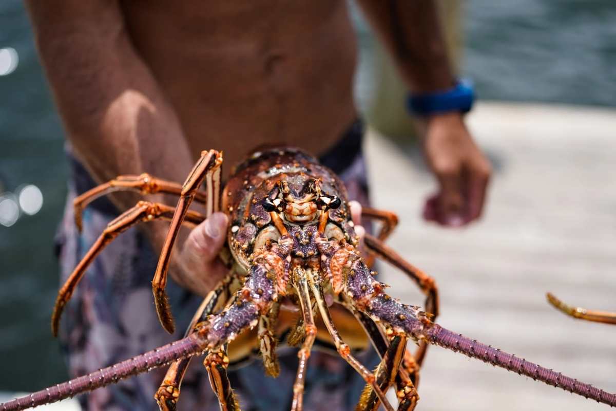mini lobster season 2022 