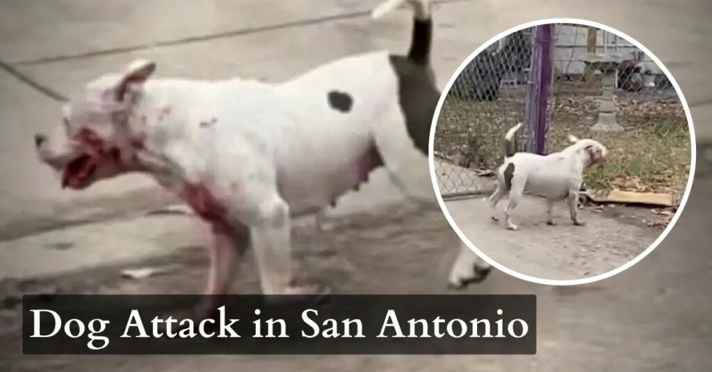 Dog attack in San Antonio