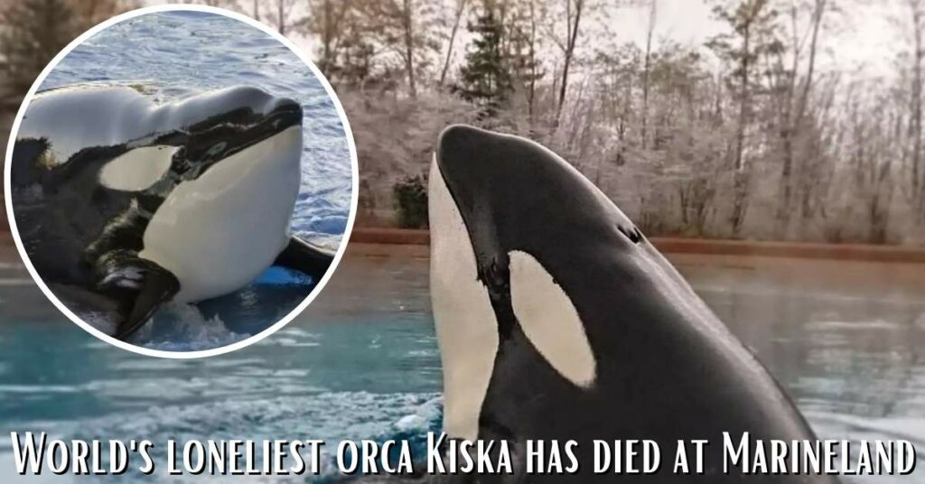 World's loneliest orca Kiska has died at Marineland