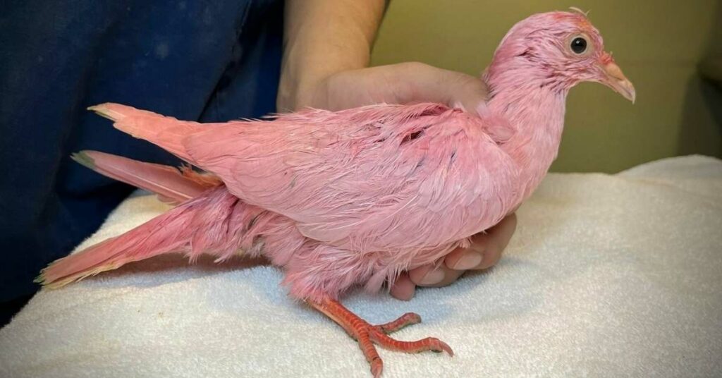 pigeon dyed pink